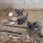 رایگان توله سرابی یک ماهه