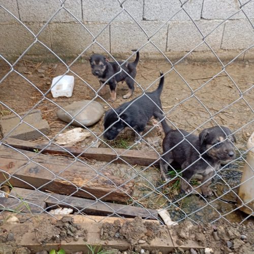 رایگان توله سرابی یک ماهه