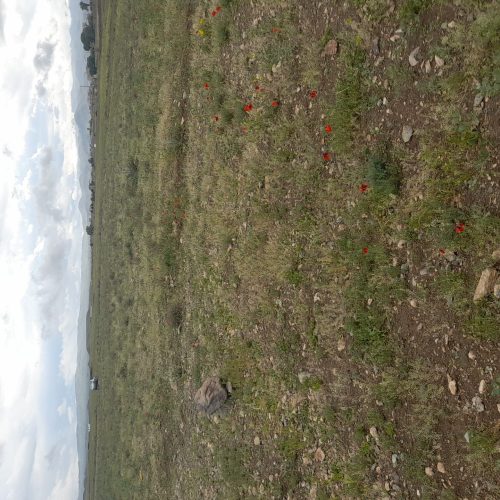 فروش زمین کشاورزی حاصل خیز