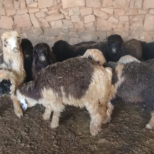 بره فروشی برای پرواربندی