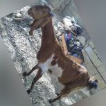 گوسفند کمری درمهرستان