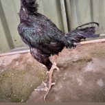 خروس لاری.مرغ لاری اوشامو برزیلی