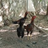 مرغ‌وخروس‌لاری