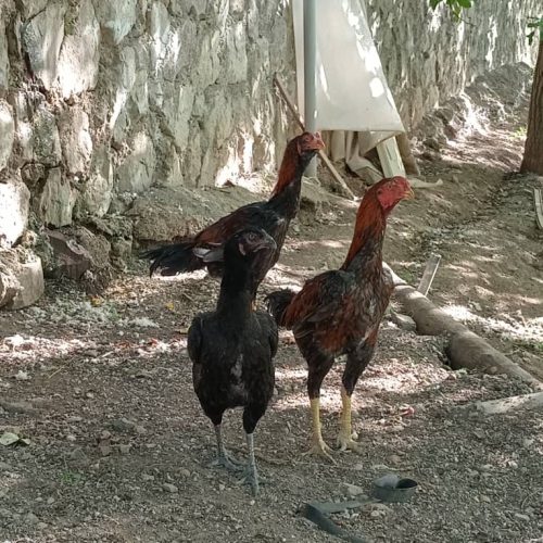 مرغ‌وخروس‌لاری