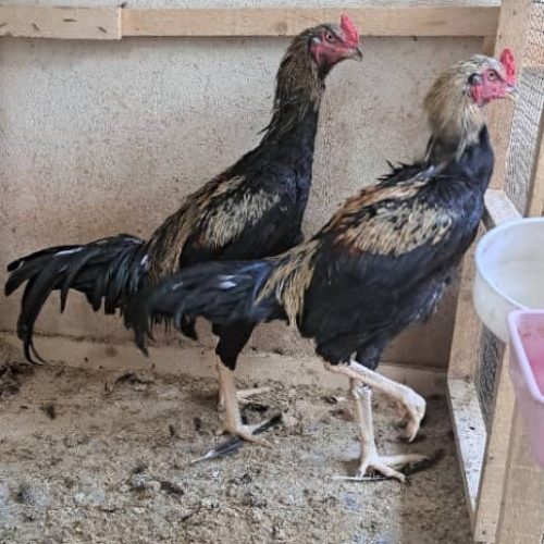 مرغ و خروس لاری