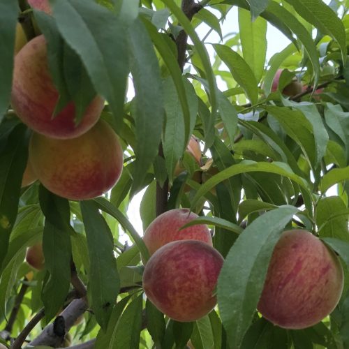 فروش هلو زعفرانی