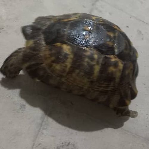 لاکپشت زیبا و بالغ