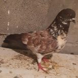 کبوتر تهرانی