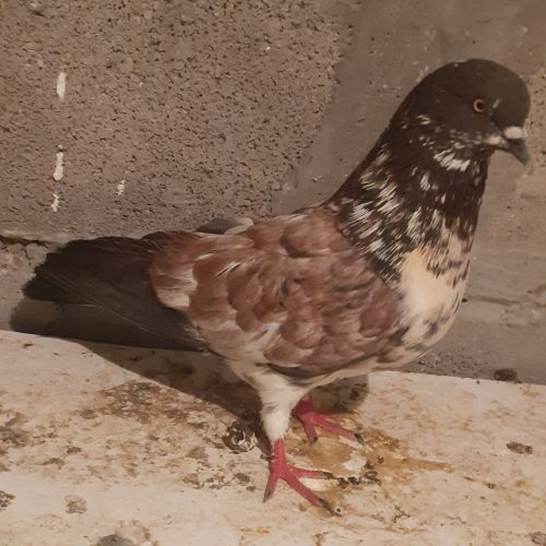 کبوتر تهرانی