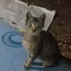 گربه ماده 1 ساله و پسرش نر 3 ماهه