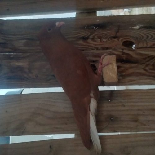 اهواز زرگان