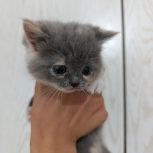 توله گربه یک ماه