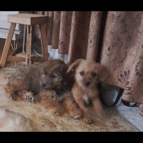 سه توله سگ شیتزو تریر