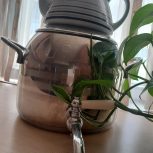 سماور و قوری