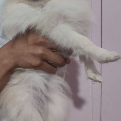 سگ نژاد پامرین خرسی