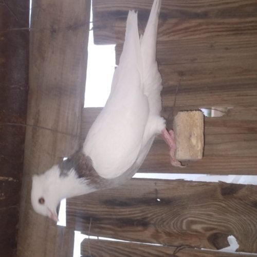 اهواز زرگان