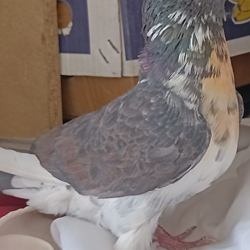 کفتر اصفهانی و تهرانی