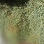 آگهی اسفند (نمن) برای دود کردن