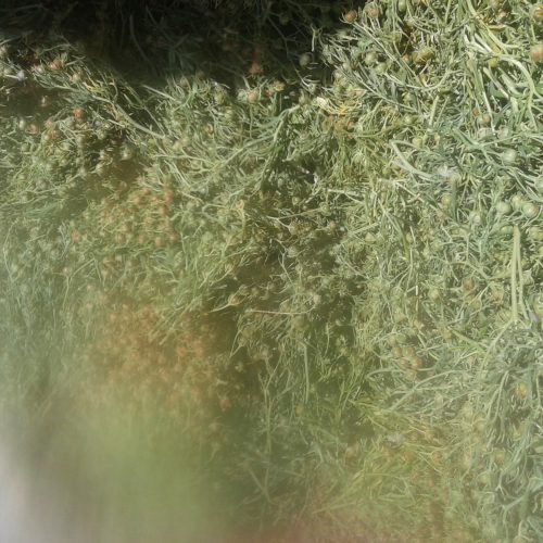 آگهی اسفند (نمن) برای دود کردن