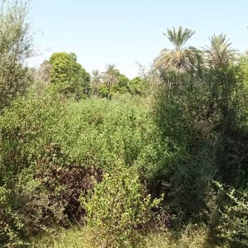 10/5 هکتار باغ دارای بیش از 1600 درخت نخل و انبه و مرکبات دارای چاه آب فعال.