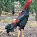 خروس لاری فروشی