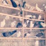 کتونی zx8000برلین سایز43اوریجنال