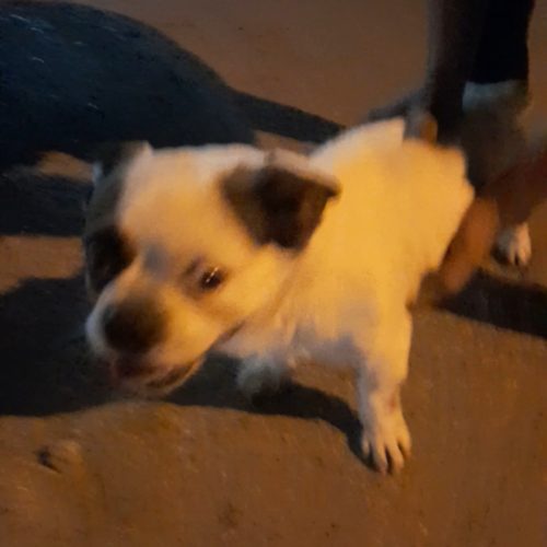 سگ پیدا شده