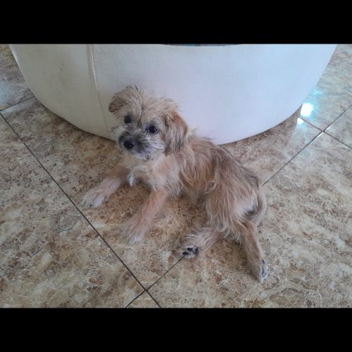 سه توله سگ شیتزو تریر