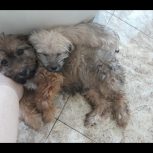 سه توله سگ شیتزو تریر