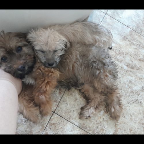 سه توله سگ شیتزو تریر