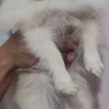 سگ نژاد پامرین خرسی