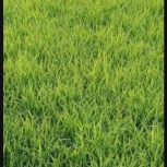 چلتوک اصلاح شده علی کاظمی