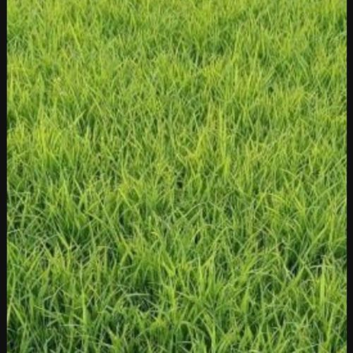 چلتوک اصلاح شده علی کاظمی