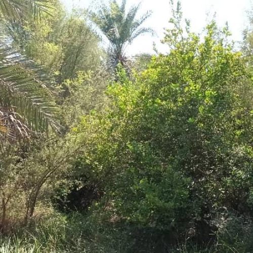 10/5 هکتار باغ دارای بیش از 1600 درخت نخل و انبه و مرکبات دارای چاه آب فعال.