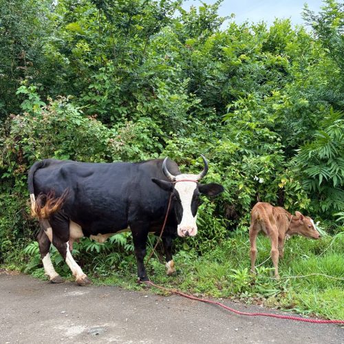 گاو چالوسی جوان تازه زایمان