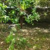 زمین باغی با متراژ 179