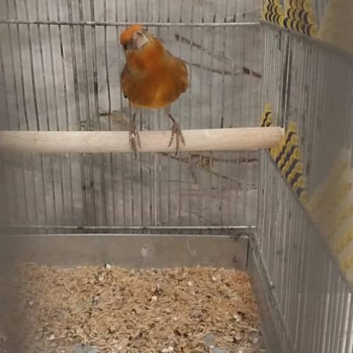 سهره قناری معاوضه  با عروس هلندی