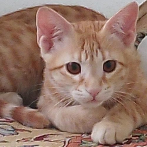 واگذاری فوری بچه گربه