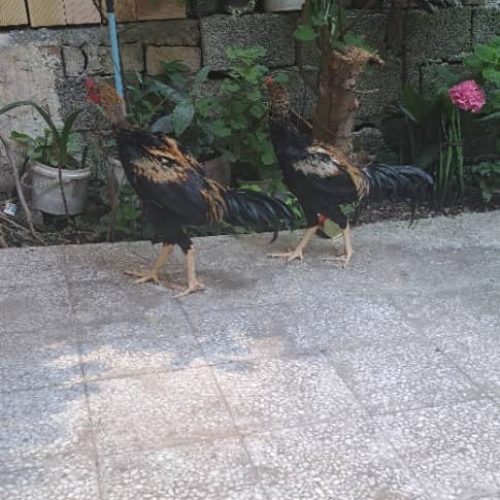 مرغ و خروس لاری