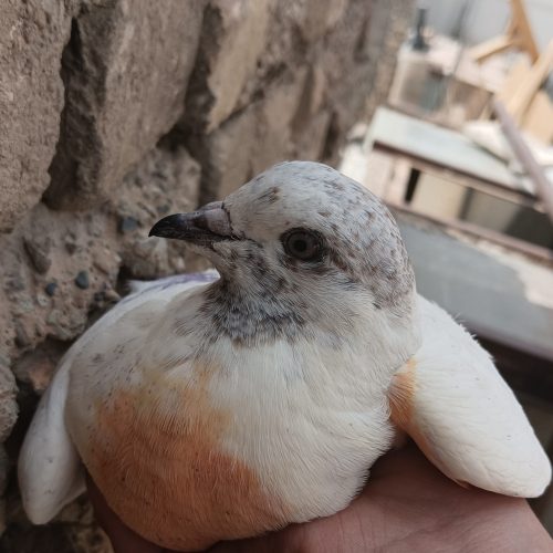 کفتر اصفهانی و تهرانی