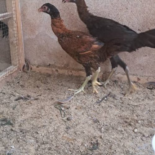 مرغ و خروس لاری