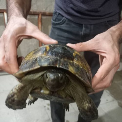 لاکپشت زیبا و بالغ