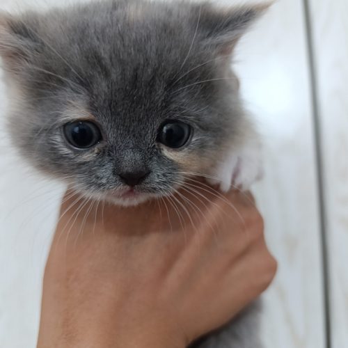 توله گربه بازیگوش وزیبا