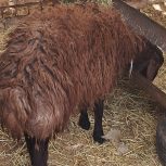 بره نر (میش زایده)