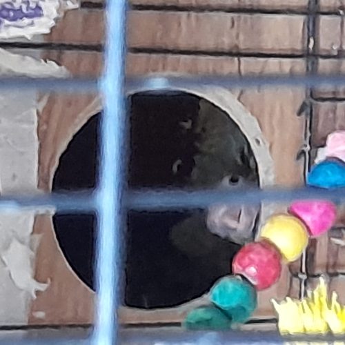 عروس هلندی با جوجه