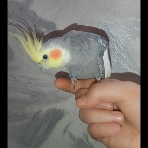 یک جفت عروس هلندی نر و ماده