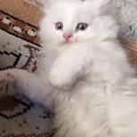 گربه پرشین خارجی