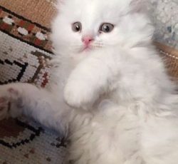 گربه پرشین خارجی