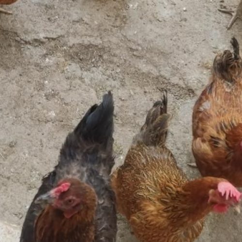 مرغ و خروس محلی