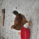 کاملان سالم و فرض